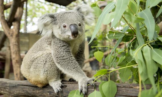 無尾熊保護區 Koala Park Sanctuary
